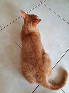 Jinjin - Domestic Short Hair Cat