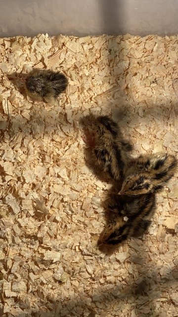 Puyuh Coturnix  - Quail Bird