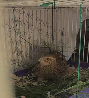 Puyuh Coturnix  - Quail Bird