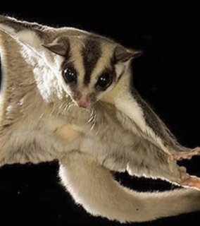 Sugar Glider - Sugar Glider Small & Furry