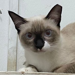 Socks The Inquisitive Gurl - Siamese + Domestic Short Hair Cat