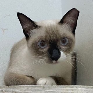 Socks The Inquisitive Gurl - Siamese + Domestic Short Hair Cat