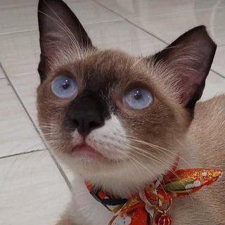 Socks The Inquisitive Gurl - Siamese + Domestic Short Hair Cat