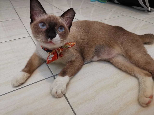 Socks The Inquisitive Gurl - Siamese + Domestic Short Hair Cat