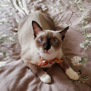 Socks The Inquisitive Gurl - Siamese + Domestic Short Hair Cat