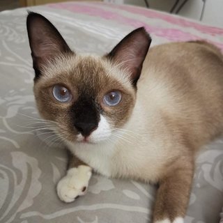 Socks The Inquisitive Gurl - Siamese + Domestic Short Hair Cat