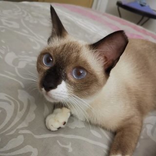 Socks The Inquisitive Gurl - Siamese + Domestic Short Hair Cat