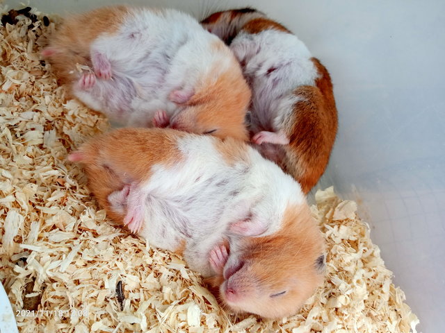 Unamed - Common Hamster + Syrian / Golden Hamster Hamster