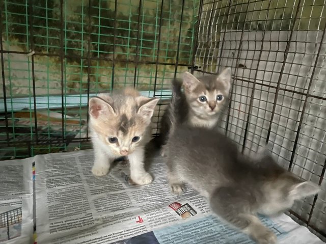 Kittens - Domestic Short Hair Cat