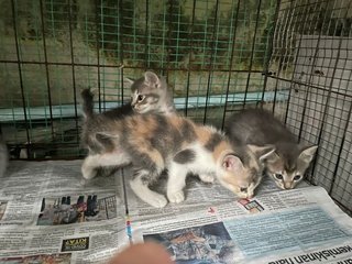 Kittens - Domestic Short Hair Cat