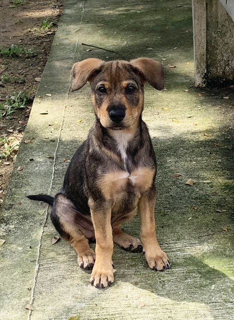 Rubble - Mixed Breed Dog