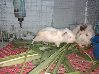 Pandaa - Guinea Pig Small & Furry