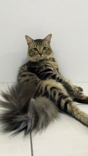 Budi - Domestic Long Hair Cat