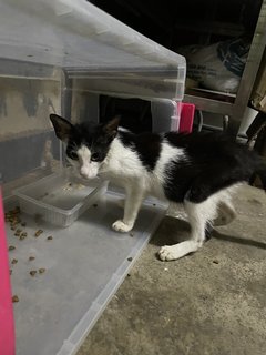 Blackie - Domestic Medium Hair Cat