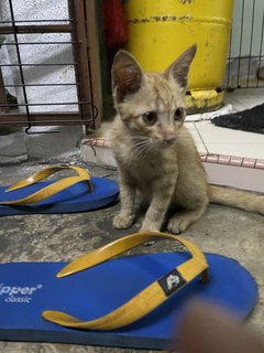 Orange - Domestic Medium Hair Cat