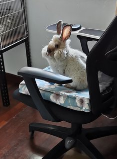 Cosmo - Angora Rabbit + Lionhead Rabbit