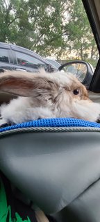 Cosmo - Angora Rabbit + Lionhead Rabbit