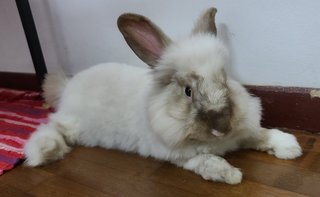 Cosmo - Angora Rabbit + Lionhead Rabbit