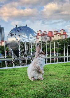 Cosmo - Angora Rabbit + Lionhead Rabbit