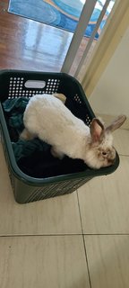 Cosmo - Angora Rabbit + Lionhead Rabbit