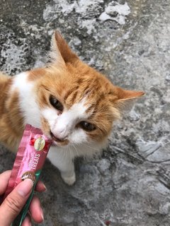 Krusty - Domestic Long Hair Cat