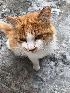 Krusty - Domestic Long Hair Cat