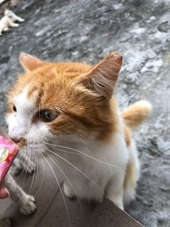 Krusty - Domestic Long Hair Cat