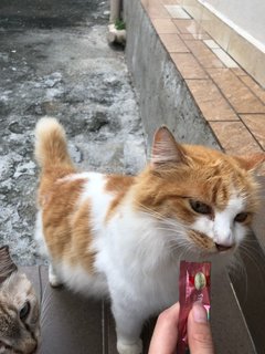 Krusty - Domestic Long Hair Cat