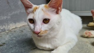 Sad Eyes (Female) - Domestic Medium Hair Cat