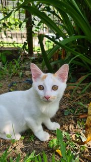 Sad Eyes (Female) - Domestic Medium Hair Cat