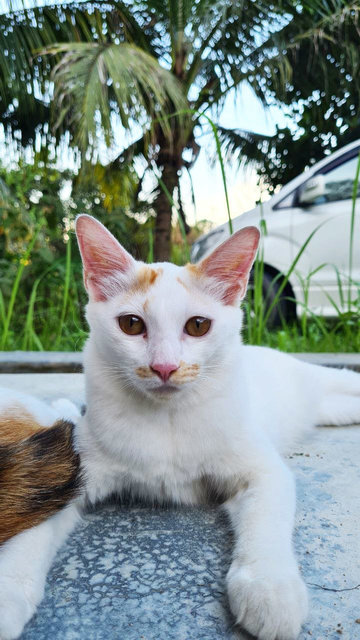 Sad Eyes (Female) - Domestic Medium Hair Cat