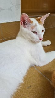 Male (Short Tail) - Domestic Short Hair Cat