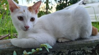 Male (Short Tail) - Domestic Short Hair Cat