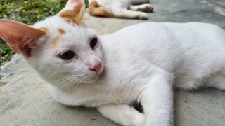 Male (Short Tail) - Domestic Short Hair Cat