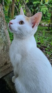 Male (Short Tail) - Domestic Short Hair Cat