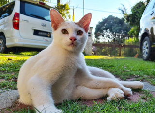 Male (Short Tail) - Domestic Short Hair Cat