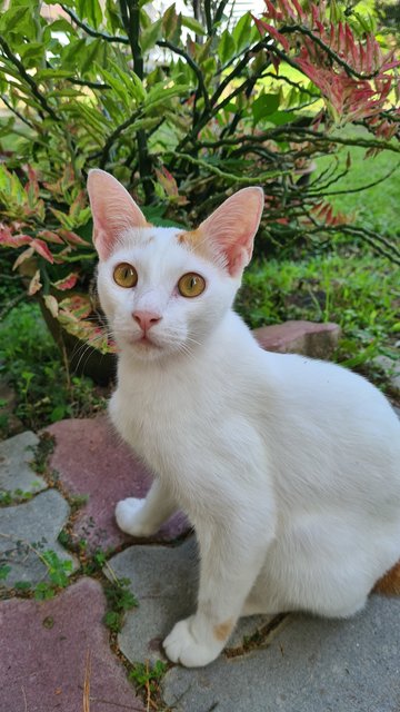 Male (Short Tail) - Domestic Short Hair Cat