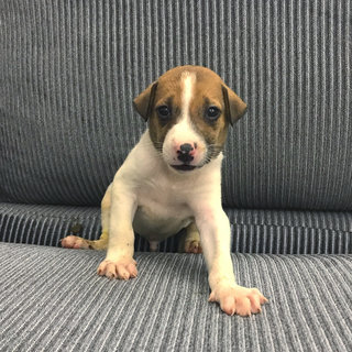 Mikey - Mixed Breed Dog