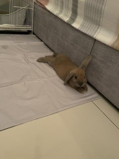 Coco - Holland Lop Rabbit