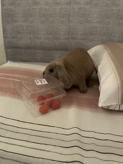 Coco - Holland Lop Rabbit