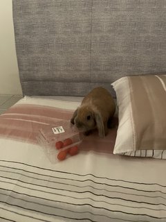 Coco - Holland Lop Rabbit