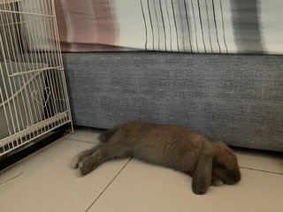 Coco - Holland Lop Rabbit