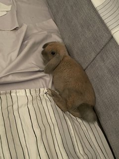 Coco - Holland Lop Rabbit