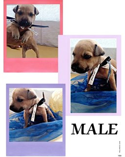 Small Cutiepies - Mixed Breed Dog