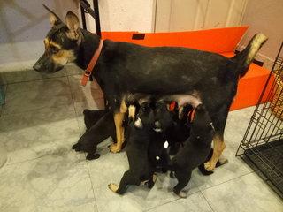 That's Jojo feeding her 9 pups