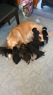 Puffy the golden retriever loves to babysit and play with the puppies. 