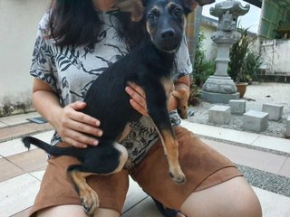 Canary at 3 months old 🐕🐶