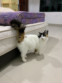 Phoebe Gesh - Maine Coon + Ragdoll Cat