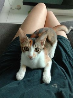 Coco 🎀 - Domestic Short Hair Cat