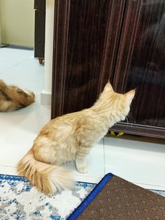 Limau - Domestic Medium Hair Cat